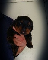CHIOT