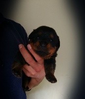 CHIOT