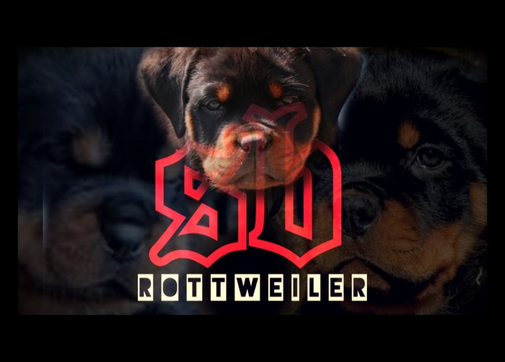 Accueil - Elevage Sovereign Breed - eleveur de chiens Rottweiler